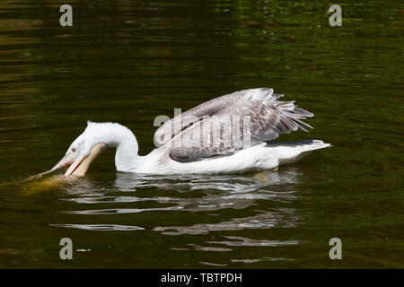 Krauskopfpelikan (Pelecanus crispus) Angeln im See Stockfoto