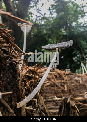 Pilze wachsen in Heuballen nach regen Stockfoto