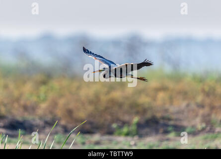 Lonely Reiher Futter in River Delta untiefen Stockfoto