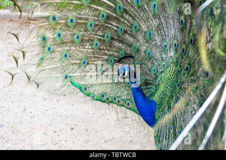 Natürliche Schönheit. Pfau Vogel. Zoo Konzept. Peacock in natürlicher Umgebung Natur Hintergrund. Männliche Pfau mit bunten blau grün Federn erhöhten in der Umwerbung starrt geradeaus. Stockfoto