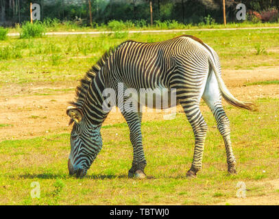 Die ebenen Zebra (Equus quagga, ehemals Equus burchellii), auch als die gemeinsame Zebra bekannt Stockfoto