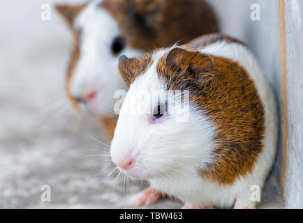 Drei Meerschweinchen in der Ecke ausruhen. Stockfoto