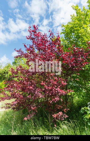 Kleiner Prunus Cerasifera Baum (Kirschpflaumenbaum oder Purple Leaf Plum Baum) mit violettem oder rötlichem Blattwerk (Blätter), das im Sommer (Anfang Juni) in Großbritannien gezeigt wird. Stockfoto