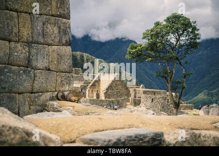 Ein vizcacha in die Inka-ruinen von Machu Picchu in Peru, in der Nähe von Cuzco Stockfoto