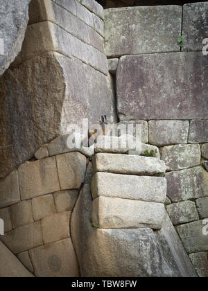 Ein vizcacha in die Inka-ruinen von Machu Picchu in Peru, in der Nähe von Cuzco Stockfoto