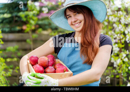 Bild der Frau in den Hut mit Box mit Äpfel im Garten nach Tag Stockfoto