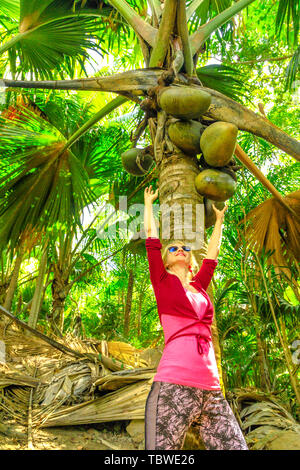 Touristische Frau zeigt Coco de Mer auf Palme in den Botanischen Garten. Gern Ferdinand Naturschutzgebiet, in der Nähe von Anse Marie Louise, Praslin, Seychellen. Niedrig Stockfoto