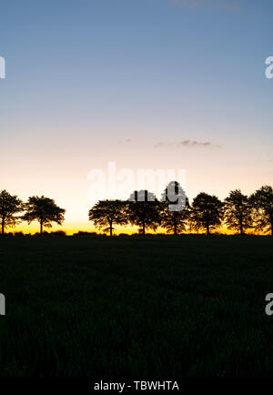 Linie der Silhouette Bäume bei Sonnenaufgang in der Landschaft von Wiltshire. Wiltshire, England Stockfoto