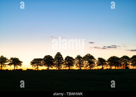 Linie der Silhouette Bäume bei Sonnenaufgang in der Landschaft von Wiltshire. Wiltshire, England Stockfoto