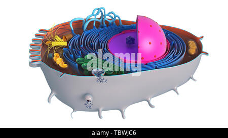 Tierischen Zelle in Abschnitt, mehrfarbige Wissenschaft Naturwissenschaften Biologie. 3D-Rendering Stockfoto