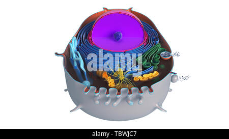 Tierischen Zelle in Abschnitt, mehrfarbige Wissenschaft Naturwissenschaften Biologie. 3D-Rendering Stockfoto