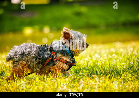 Profil Porträt eines niedlichen kleinen piebald Yorkshire Terrier stehend auf der grünen Gräser eines Parks. Stockfoto