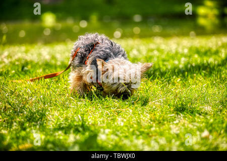 Süße kleine Yorkshire Terrier riecht die grüne Gräser in den Park an einem sonnigen Tag Stockfoto