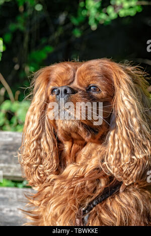 Cavalier King Charles Spaniel in Braun Ruby Stockfoto