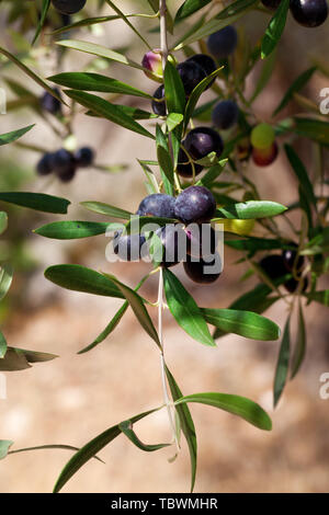 Schwarze und grüne Olive (Olea europaea) wächst wild Olive Tree Stockfoto