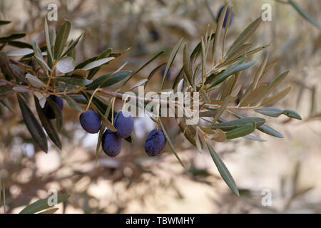 Zweig der wilden Ölbaum mit wachsenden Purple Olive Obst (Europäische Olivenöl) Stockfoto