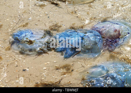 Tote Quallen Rhizostoma auf Sand Sea Shore nach Sturm bei Sun Sommer Tag Stockfoto