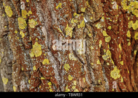 Baumrinde Textur. Baumrinde Hintergrund mit Moos. Natur Holz Hintergrund Stockfoto