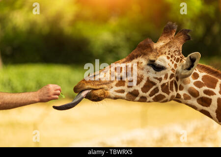 Ein Mann feeds Giraffe aus seiner Hand. Giraffe klebt die Zunge Stockfoto