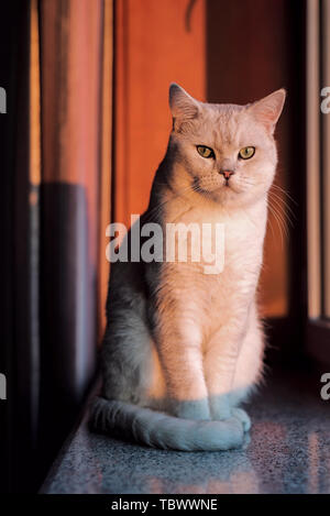Cat kurz Silber Farbverlauf Stockfoto
