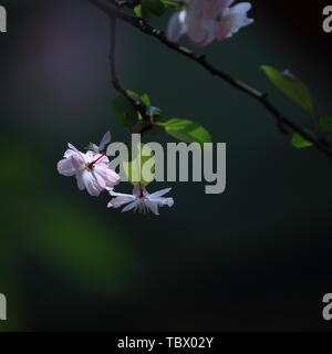 Blumen in voller Blüte Stockfoto