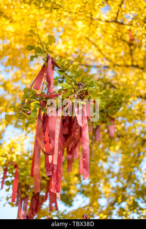 Red Ribbon hängenden ginkgo Baum Stockfoto