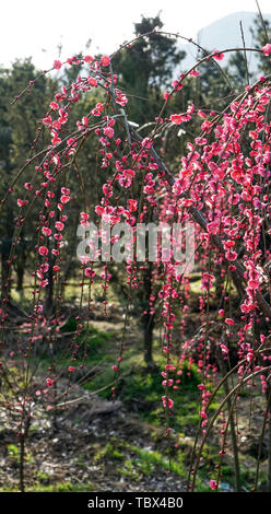 Mudanjiang Mei Garten Stockfoto