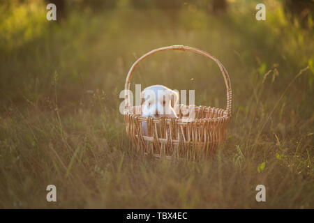 Cute Puppy in einem Weidenkorb bei Sonnenuntergang im Wald sitzen. Das Konzept von Freundschaft, Glück, Freude und Kindheit. Stockfoto