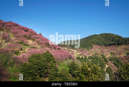 Mudanjiang Mei Garten Stockfoto