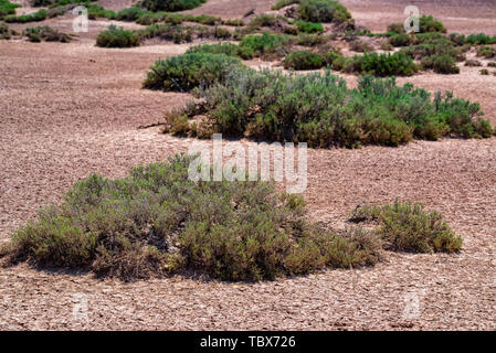 Landschaft mit trockenen geknackt takir Boden in Halbwüste in Russland Stockfoto