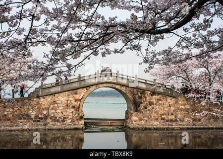 Kirschblüten im Huantouzhu, Wuxi Stockfoto