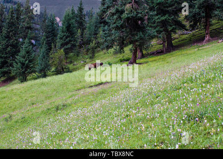 Grand Canyon Landschaft des Baoqian Gar-Tempel, Qinghai Stockfoto