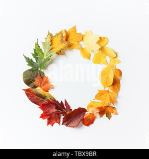 Kranz aus Herbst bunte Blätter auf weißem Hintergrund. Herbst Konzept Karte. Flach. Stockfoto