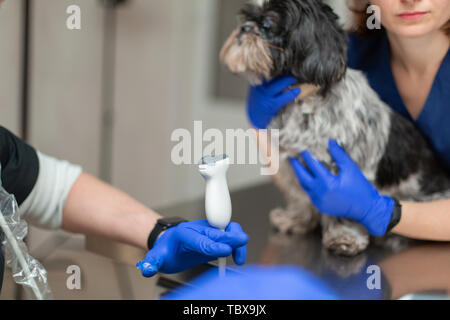 Tierärzte bereiten Hund mit verletzten Auges zu Ultraschall Diagnose. Animal Health Care Concept. Stockfoto