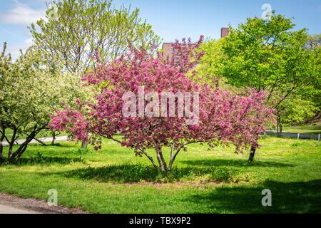 Schöne Cherry Blossom sakura an einem schönen Frühlingstag in New York City Stockfoto