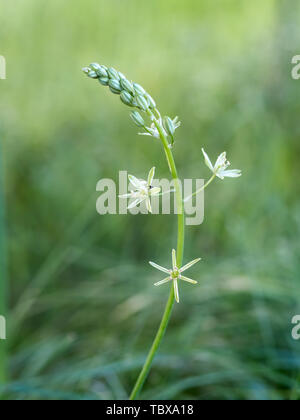 Ornithogalum pyrenaicum aka Preußischen, Wild oder Badewanne Spargel, Pyrenäen, Stern von Bethlehem, oder Gespikten Stern von Bethlehem. Wildflower. Genießbaren Triebe. Stockfoto