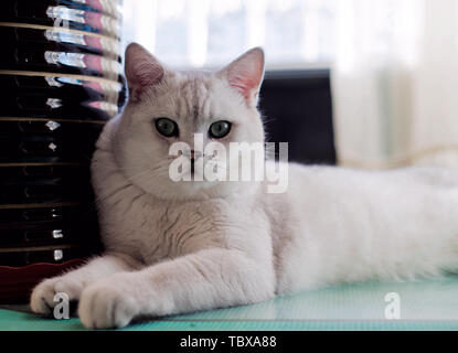Cat kurz Silber Farbverlauf Stockfoto