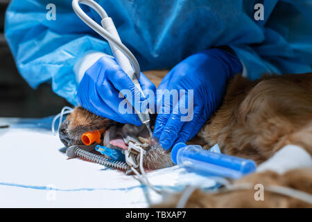 Ein Tierarzt Chirurg Bürsten der Zähne seines Hundes unter Anästhesie auf dem OP-Tisch. Hygiene der Mundhöhle bei Hunden. Zahnarzt Tierarzt behandelt teet Stockfoto