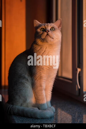 Cat kurz Silber Farbverlauf Stockfoto