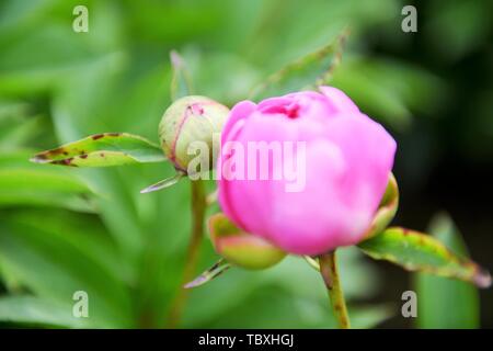 Pfingstrose Blüten in Xiancheng Feihe Stadt, Bezirk, Stadt, Provinz Anhui Bozhou, 30. April 2017 fotografiert. Stockfoto