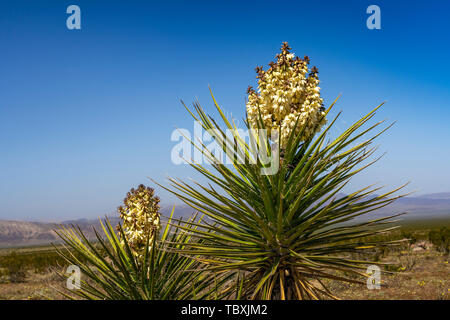 Yucca tree Blühen in den Joshua Tree National Park, Kalifornien, USA. Stockfoto