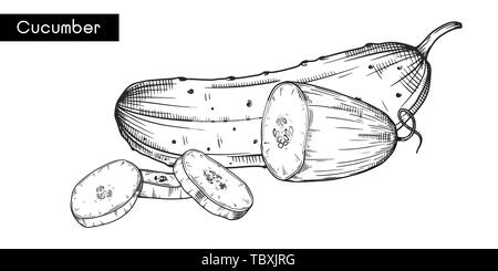 Satz von verschiedenen Gurken auf weißem Hintergrund. Vector Illustration Stock Vektor