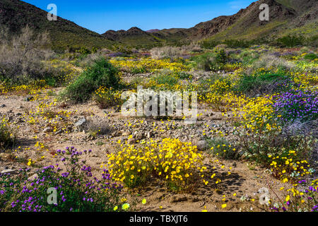 Feder Wildblumen blühen in den Joshua Tree National Park, Kalifornien, USA. Stockfoto