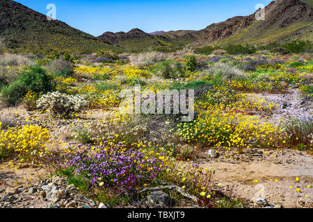 Feder Wildblumen blühen in den Joshua Tree National Park, Kalifornien, USA. Stockfoto