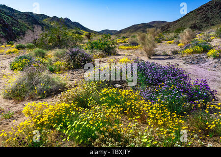 Feder Wildblumen blühen in den Joshua Tree National Park, Kalifornien, USA. Stockfoto