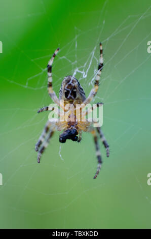 Araneus diadematus bilden ein Netz. Allgemein als European Garden Spider, Spider, orangie Diadem, cross Spider und gekrönt orb Weaver, manchmal auch als Stockfoto