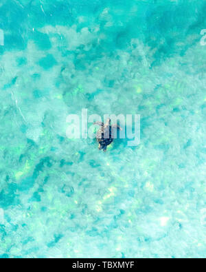 Luftaufnahme von einer Meeresschildkröte schwimmen durch den blauen Ozean und Wave in Australien. Tropische Landschaft mit einer Schildkröte sanft Schwimmen Stockfoto