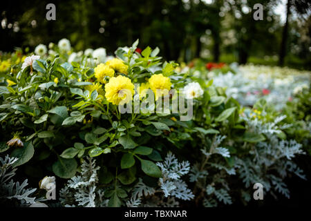 Eine schöne helle gelbe Dahlie genannt Mystischen Illusion ist gegen grüne Blätter mit Kopie Raum kontrastiert. Floral background. Ball Dahlie auf einem sonnigen Stockfoto