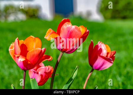 Blühende Tulpen gegen grünen Gräser an einem sonnigen Tag isoliert Stockfoto