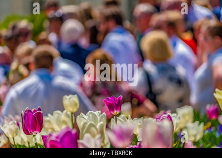 Zart violetten und weißen Tulpen in einem üppigen Garten, die durch Sonnenlicht beleuchtet Stockfoto